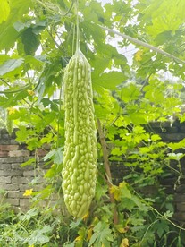 苦瓜藤