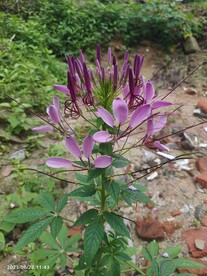 醉蝶花