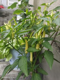 种植泡椒