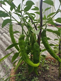 青椒