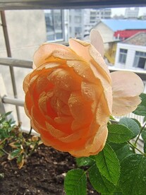 月季花开