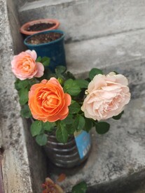 月季盆栽