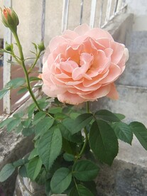 肉粉月季花