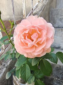 肤色月季花