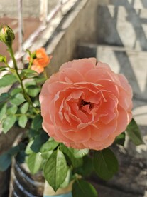 橙月季