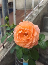  一朵月季