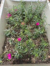 太阳花