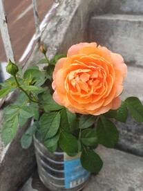 果汁月季