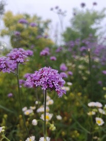 马鞭草花