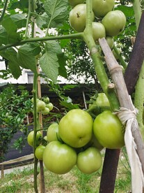 大西红杮
