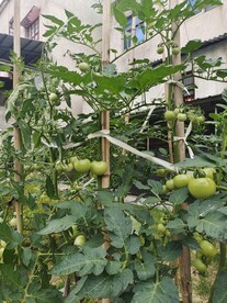 菜园