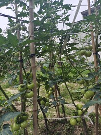 种番茄