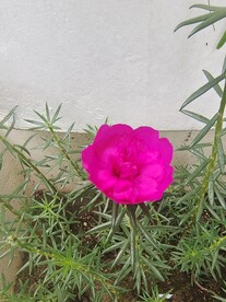 太阳花