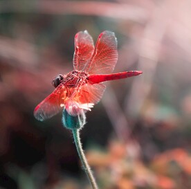 蜻蜓高清图