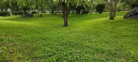 生态公园草地绿树