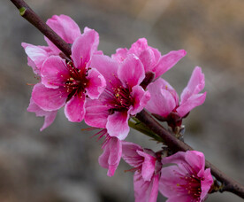 桃花