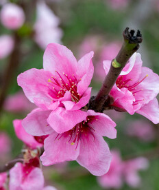 桃花 