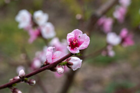 桃花