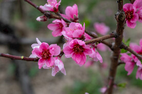 桃花 