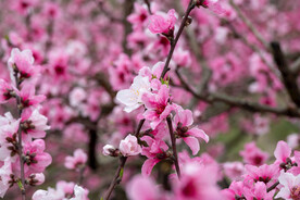 桃花