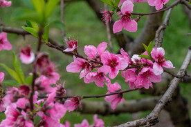 桃花