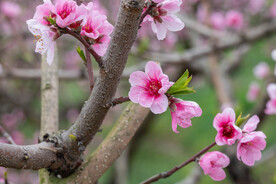 桃花 