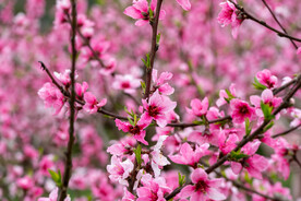 桃花 