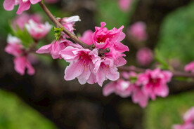 桃花