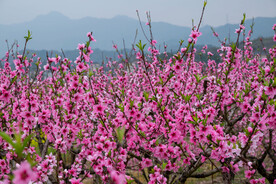 桃花 