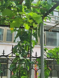 丝瓜花