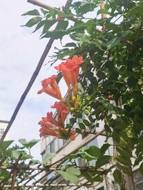 凌霄