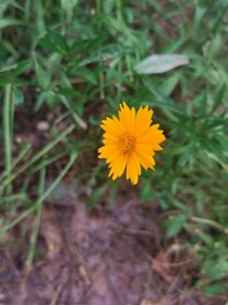 金鸡菊