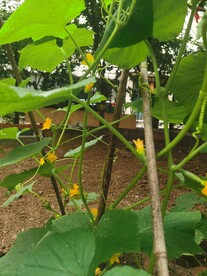 黄瓜花