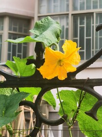 丝瓜花