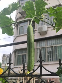 丝瓜