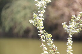 清明花
