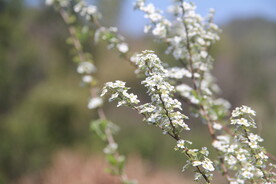  鲜花