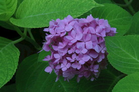绣球花
