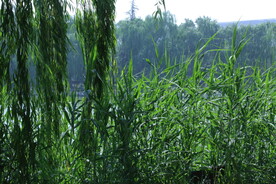 陶然亭风景
