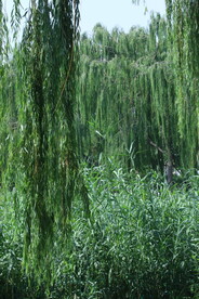 陶然亭风景 