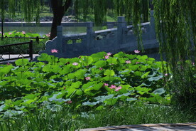 陶然亭风景