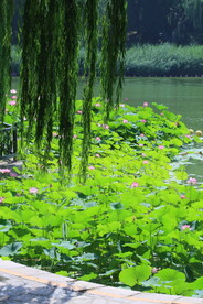 陶然亭风景 