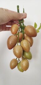 鸡心黄皮