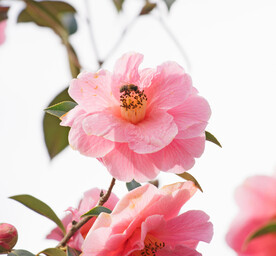 一枝花
