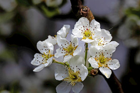 一枝花
