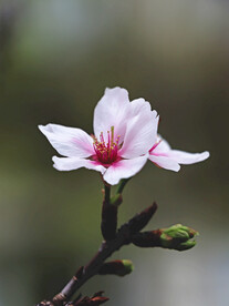 一枝花