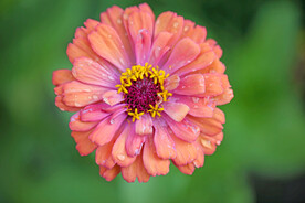 一枝花