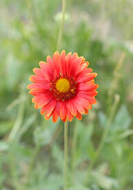 一枝花