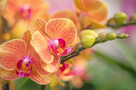 一枝花