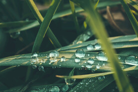 雨后草地